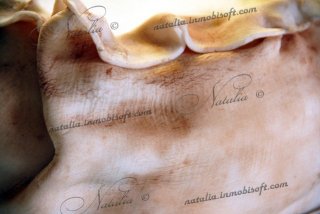 торт Мешок с деньгами