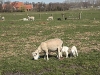Волендам (Volendam)