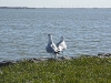 Волендам (Volendam)
